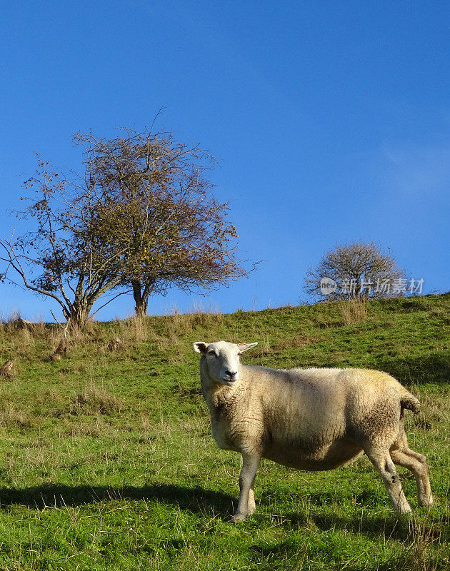 威尔士山绵羊/白色的羔羊，绿色的田野/小山，蓝色的天空
